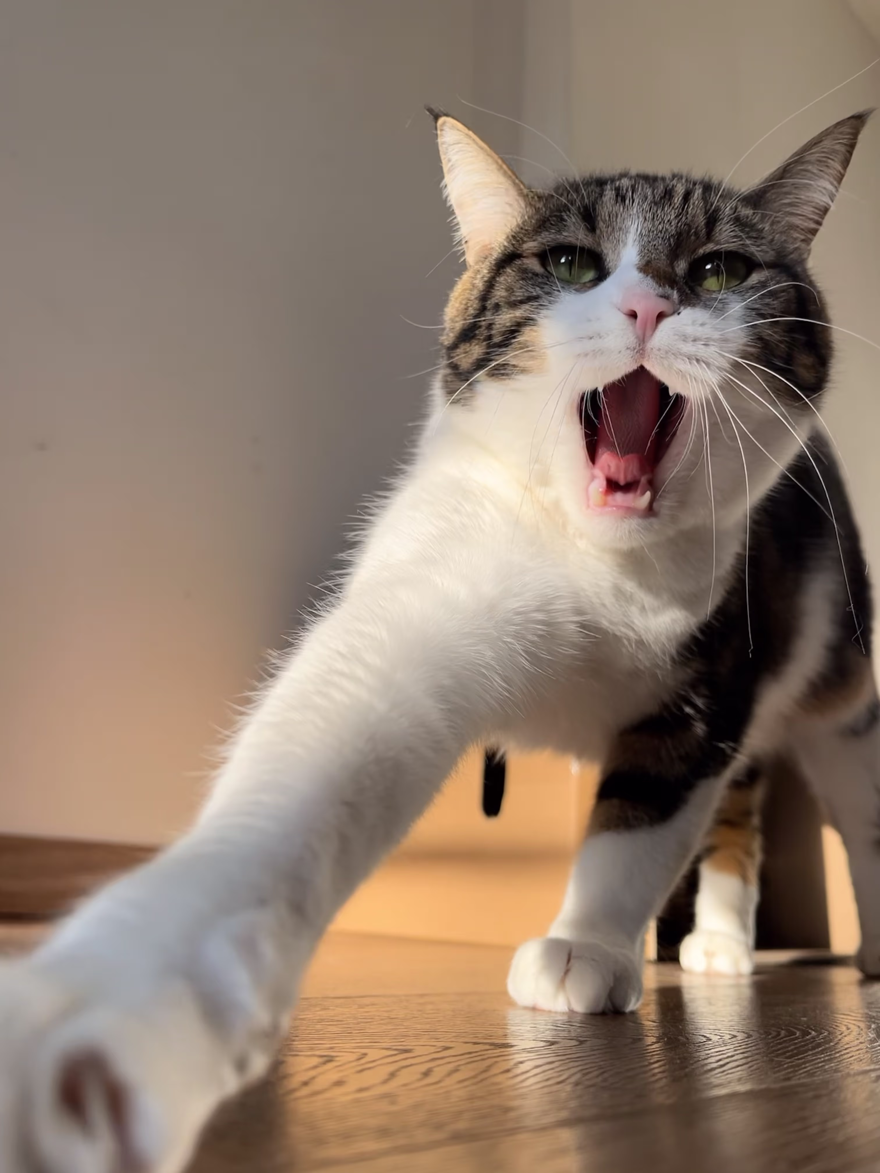 Portrait of a cat emulating an antique royal family painting
